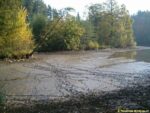 stopy zvěře v bahně Jevanského rybníka, na trase naučné stezky Voděradské bučiny
