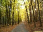 trasa naučné stezky Voděradské bučiny